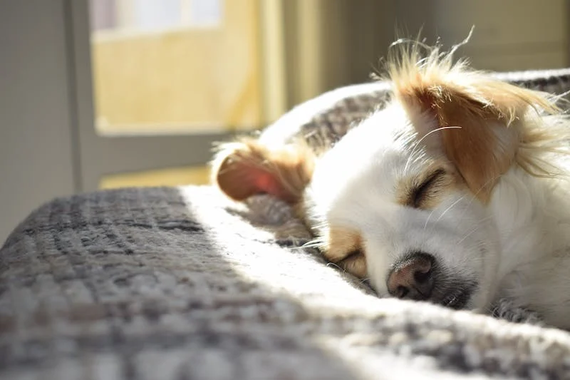 Caring for a Sick Dog: The Dos and Don’ts